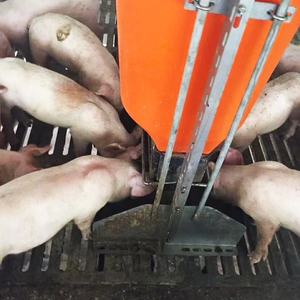 Meilleures ventes Mangeoire pour porcs en <span class=keywords><strong>plastique</strong></span> humide et sec automatique et durable 100kg Mangeoire pour porcelets et porcs de ferme - Product Image 2