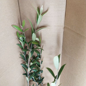 Doğal zeytin ağacı yaprakları gevşek tüm yeşil zeytin yaprağı çayı - Product Image 6