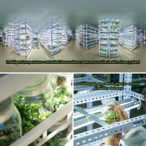 Nouveautés MINHUI : <span class=keywords><strong>Monstera</strong></span> Thai Constellation Var Araceae, plantes tropicales variegées - Product Image 5