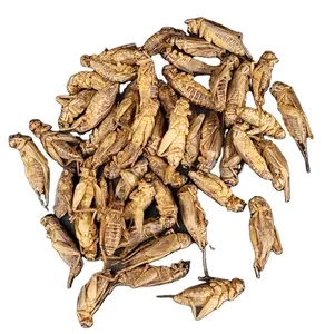 Harga kompetitif Crickets kering untuk makanan burung liar jangkrik kering serangga danod reptil persediaan makanan hewan peliharaan