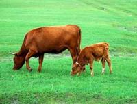 Prémélange de vitamines et de minéraux pour animaux, bovins laitiers