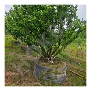 HOKBG Hot Sale south orange tree planting bag outdoor nursery PP grow bags for garden decorative big and tall tree planting