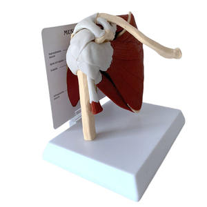 DARHMMY Modèle de science médicale grandeur nature Articulation de l'épaule humaine avec <span class=keywords><strong>muscles</strong></span> et ligaments - Product Image 6