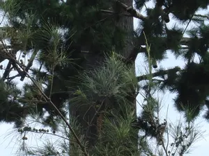 Menara Monopod Pohon Pinus Telekomunikasi Kamuflase 40M