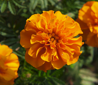 Poudre de Lutéine de Qualité Alimentaire 5% 10% 20% Extrait Naturel de Fleur de Tagetes Erecta