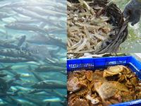 Additif alimentaire pour poissons / crevettes, protéine de cellules individuelles