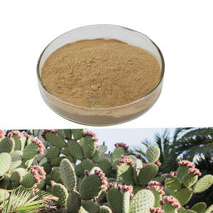 Reine natürliche Hoodia Gordonii Pulver Pflanzen extrakt Hoodia Gordonii Lieferanten Hoodia Gordonii Kaktus extrakt - Product Image 1