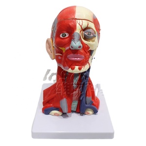 Muscles and <strong>Blood</strong> <strong>Vessels</strong> of the Head and Neck Attached <strong>to</strong> the <strong>Brain's</strong> Ten Components Anatomy Model PVC Material Model - Product Image 6