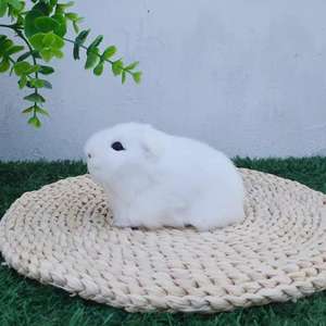 Simulation pour enfants Hamster jouet néerlandais Rat accessoires de tir pour anniversaire et noël ornements décorations pour la maison - Product Image 5