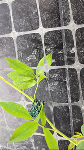 Clip de Fijación <span class=keywords><strong>para</strong></span> Enredaderas, Soporte <span class=keywords><strong>para</strong></span> Plantas, Clip de Diseño Clásico <span class=keywords><strong>para</strong></span> Macetas y <span class=keywords><strong>Jardineras</strong></span> - Product Image 3