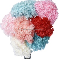 Hydrangea Anna séchée naturelle et préservée pour la décoration de mariage, les arrangements floraux, la Saint-Valentin et la décoration intérieure – Vente en gros
