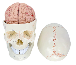 Modelo de cráneo humano de PVC con suturas y fijaciones craneales para anatomía neuroquirúrgica y entrenamiento escolar - Product Image 6