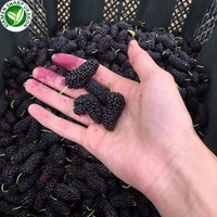 Iqf Exportprijs Sd Merk Gezond Fruit Bevroren Moerbei
