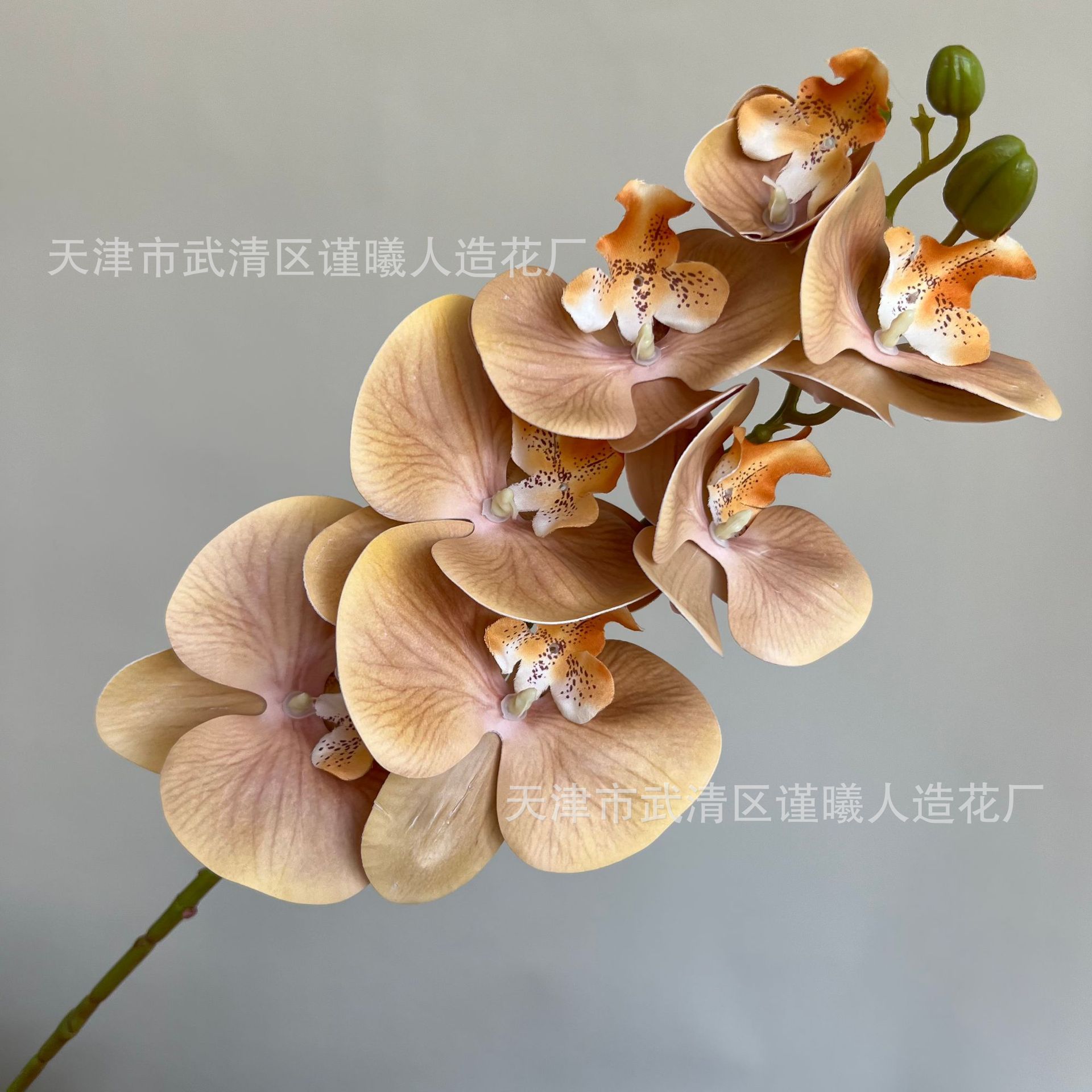 Orchidée Phalaenopsis