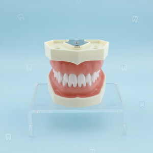 Modèle <span class=keywords><strong>de</strong></span> préparation dentaire à 28 dents standard avec gingive souple, monté sur articulateur - Product Image 5