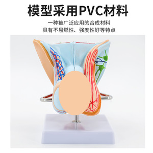 Modelos de órganos reproductores internos y externos masculinos; modelos anatómicos patológicos del aparato reproductor masculino; modelo testicular; modelo de pene. - Product Image 3
