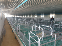 Enclos de mise bas individuels pour porcs d'élevage, équipement d'élevage porcin