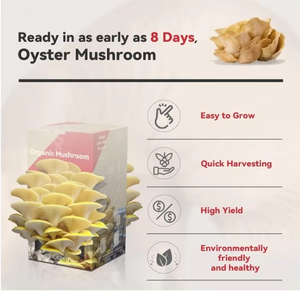 Organic Golden Oyster <strong>Mushroom</strong> <strong>Grow</strong> <strong>Kit</strong> Includes Spray for Home Harvest Fresh <strong>Mushrooms</strong> Grown in Premium Bags - Product Image 2