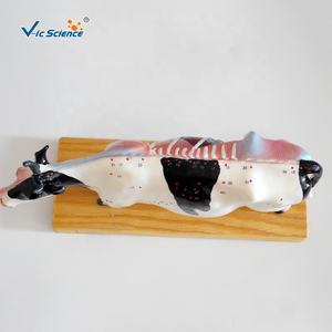 एक्यूपंक्चर मुक्त गाय जानवर शरीर रचना मॉडल के साथ 3 डी मॉडल पशु एक्यूपंक्चर मॉडल के साथ एक्यूपंक्चर मॉडल - Product Image 3