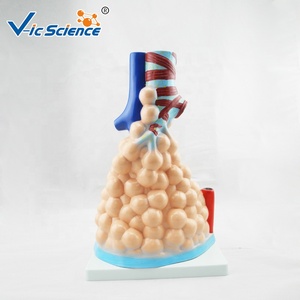 Modelo Anatómico de Alvéolo Ampliado para la Enseñanza de la Anatomía <span class=keywords><strong>del</strong></span> Sistema Respiratorio y la Enfermedad Pulmonar, con Certificación CE/ISO/ROHS/CNAS - Product Image 6