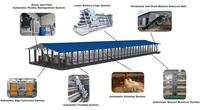 Nouvelles cages à batterie pour poulets de 4 niveaux, capacité 128 poulets, alimentation automatique, collecte des œufs, durée de vie 15-20 ans, acier Q235, garantie 1 an