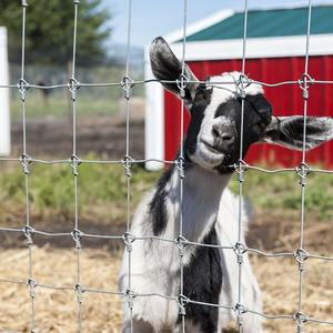 Vente en gros Clôtures galvanisées pour bétail Clôtures pour bétail à usage intensif <span class=keywords><strong>Enclos</strong></span> pour chèvres - Product Image 5