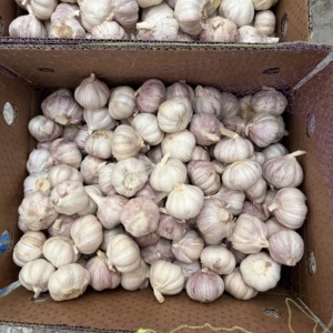 Aglio Fresco Rich Farmer Nuovo Raccolto 2026 5.0cm 10kg -3 Conservazione per il <span class=keywords><strong>Marocco</strong></span> - Product Image 5
