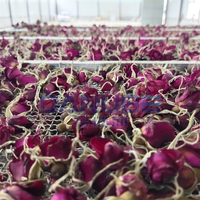 Séchoir électrique à air chaud pour feuilles de thé, machine de séchage pour stevia, hibiscus, rose, fleurs de chanvre