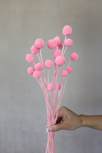 <span class=keywords><strong>B</strong></span> - 2 séchées Craspedia Dry <span class=keywords><strong>Billy</strong></span> Balls Fleurs séchées Décoration de la maisonArrangements floraux <span class=keywords><strong>Billy</strong></span> Boutons Décoration de mariage Cadeaux - Product Image 5