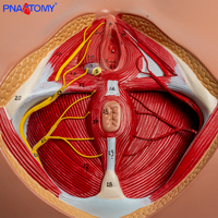 Modelo Anatómico del Perineo Femenino, Pelvis, Vulva, Triángulo Genital, Ano, Sistema Reproductivo