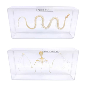 Especímenes Biológicos de Esqueletos de Animales: Serpiente, Murciélago, Lagarto, Tortuga Brasileña, Conejo, Carpa Crucian, Rana, Paloma Doméstica - Product Image 3