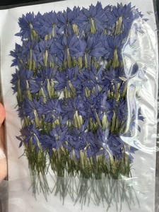 12 stelle pz/pacco floreale naturale <span class=keywords><strong>blu</strong></span> per resina arte artigianale cornice candela <span class=keywords><strong>e</strong></span> Reed diffusore vero fiore pressato - Product Image 5