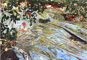 Metallisierte Erde Obstbaum reflektierende MPE <span class=keywords><strong>CPP</strong></span> Silberfolie Rolle landwirtschaftliches Kunststoffprodukt - Product Image 3