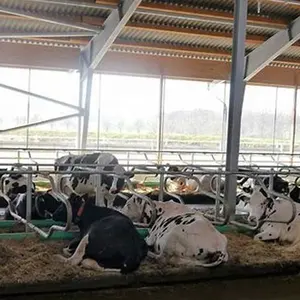 Attrezzatura per l'allevamento di latte di mucca zincata a caldo di progettazione del granaio della giovenca della latteria