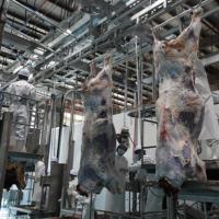 Solution clé en main pour la ligne d'abattage du bétail avec équipement d'abattage complet dans l'abattoir