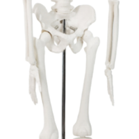 Modèle d'enseignement médical XX-A106 45 cm PVC Mini modèle anatomique d'os pour la formation scolaire à l'hôpital