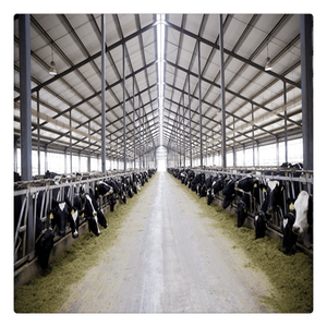 Capannoni Prefabbricati in Acciaio per Allevamenti di Mucche, Anatre, Suini, Ovini e Bovini - Product Image 1