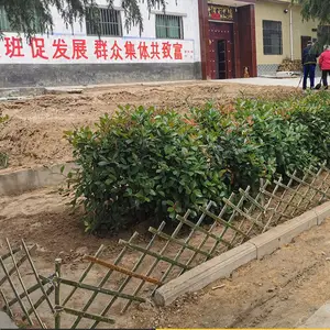 12 Feet Wall For Farm 100% Natural From Vietnam 2023 With H Bamboo Fence