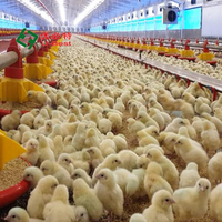 U-BEST Nouvelle ligne d'équipement d'alimentation automatique en plastique pour poulets de chair en élevage