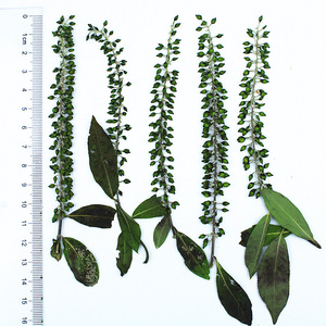 Catillons <span class=keywords><strong>de</strong></span> saule noir et blanc pressés et séchés avec tiges, feuilles <span class=keywords><strong>de</strong></span> saule vertes naturelles pour l'art <span class=keywords><strong>de</strong></span> la résine DIY, l'artisanat et la décoration intérieure - Product Image 6