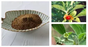 Sıcak Fırsat %5 Aşvaganda Kökü Aşvaganda Ekstresi %5 Withanolides Aşvaganda Tozu - Product Image 2