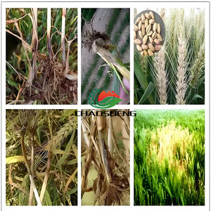 Tembotrione Bloccante della Biosintesi dei Carotenoidei Effetto Sbiancante per la Vegetazione Modalità di Azione Unica Strumento per la Gestione della Resistenza - Product Image 5