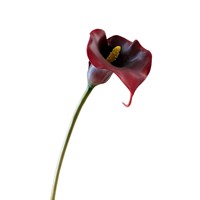 Fleur artificielle en PU Calla Lily H892 pour aménagement paysager, photographie, vente en gros, photographie de mariage, fleur hydratante faite à la main