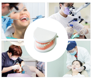 نموذج تعليمي لرعاية الأسنان، معدات تعليمية للمدارس، نموذج تشريحي للعلوم الطبية، نماذج تعليمية لتفاصيل الهياكل التشريحية من يولين - Product Image 4