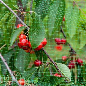 Filet de protection vert anti-oiseaux pour légumes, filet de jardin de 2x10 mètres pour plantes, fleurs, fruits, étangs - Product Image 5