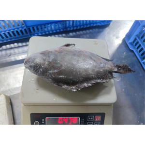 Tilapia Congelada para Contratos a Largo Plazo |   Calidad <span class=keywords><strong>de</strong></span> Exportación |   Suministro Confiable al por Mayor - Product Image 4