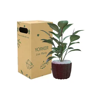 批发多肉植物交货长纸箱工厂装运箱纸板箱，用于盆栽活植物