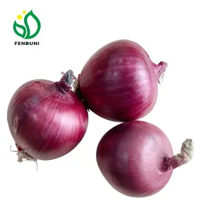 China Low Price Fresh Red Onion Yellow Onion Factory