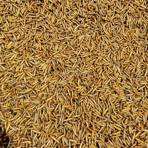 Larva BSF Kering Alami - Camilan Sehat untuk Tokek & Katak - Product Image 2