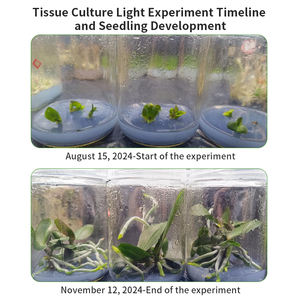 La lumière <span class=keywords><strong>de</strong></span> <span class=keywords><strong>culture</strong></span> <span class=keywords><strong>de</strong></span> tissu <span class=keywords><strong>de</strong></span> Phalaenopsis LED est conçue pour la <span class=keywords><strong>culture</strong></span> <span class=keywords><strong>de</strong></span> tissu et la propagation <span class=keywords><strong>de</strong></span> <span class=keywords><strong>semis</strong></span> des orchidées <span class=keywords><strong>de</strong></span> Phalaenopsis. - Product Image 3